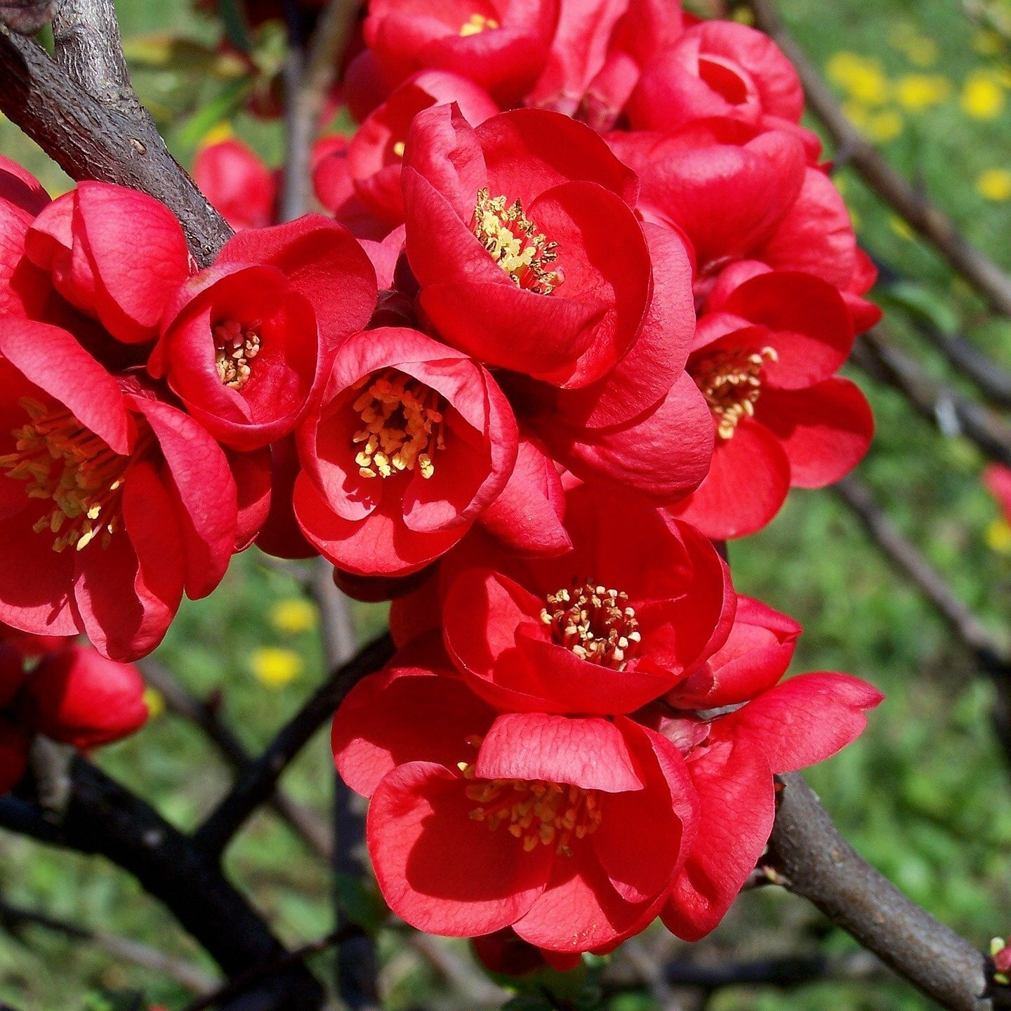 Baumshule WEDROWSKI Japanische Zierquitte Fire Dance 2L