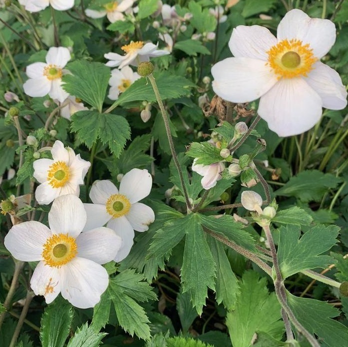 Arborix, grüner und billiger 6 x Herbst Anemone - Anemone 'Elfin Swan' | Topf 9cm x 9cm ANELFSWAN