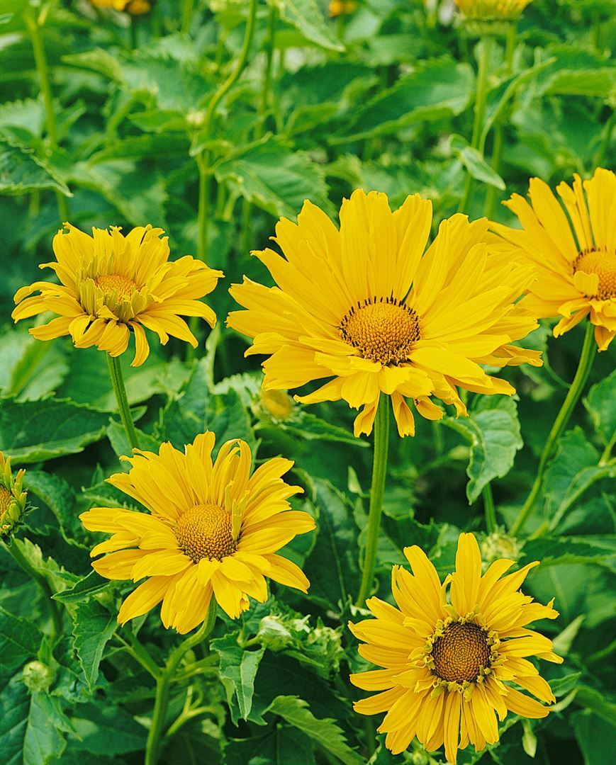 Pflanzen-für-dich.de Heliopsis scabra 'Mars', Sonnenauge, gelb, ca. 11x11 cm Topf SANA001807