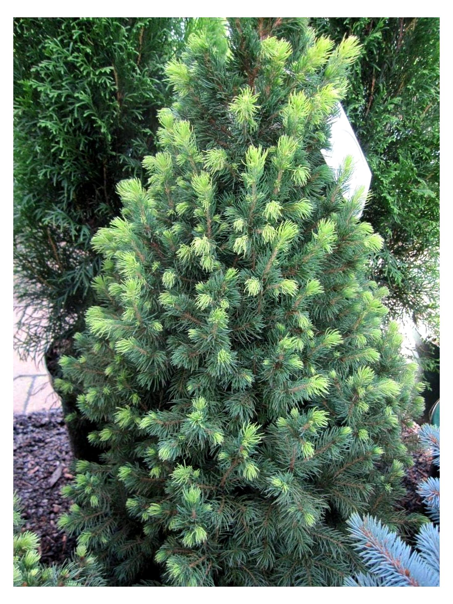 Markenlos Picea glauca Rainbows End - Zuckerhutfichte - Weiß-Fichte - 50-60