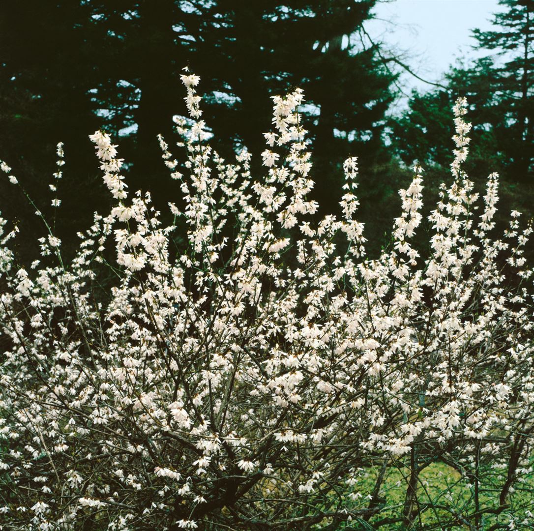 Pflanzen-für-dich.de Abeliophyllum distichum 'Roseum', rosa Blüten, 40–60 cm