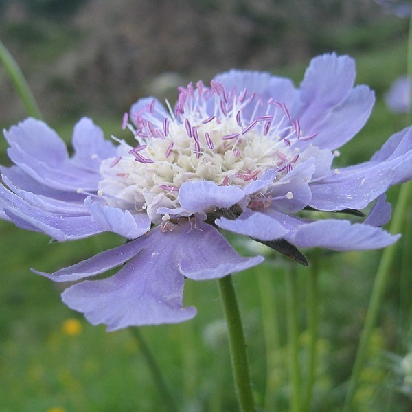 Arborix, grüner und billiger 6 x Große Skabiose - Scabiosa caucasica 'Perfecta' | Topf 9cm x 9cm SCCAUCAS-113