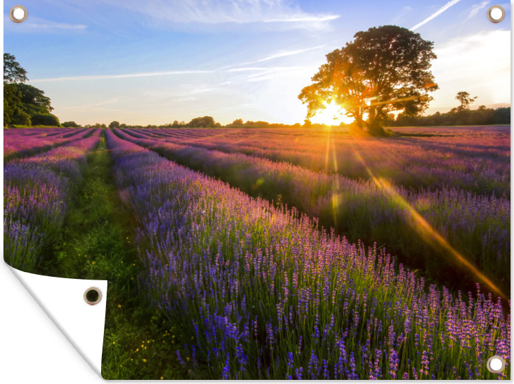 MuchoWow® 80x60 cm Outdoor-Poster Gartendeko Sichtschutz Garten Poster für den Garten Sonnenuntergang durch Baum auf Lavendelfeld, Südostengland, UK 133|180862544
