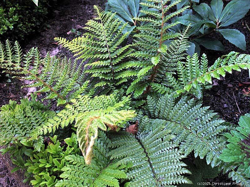 Fechner Pflanzen Flaumfeder-Filigran-Farn - wintergrün - Co. 2 L