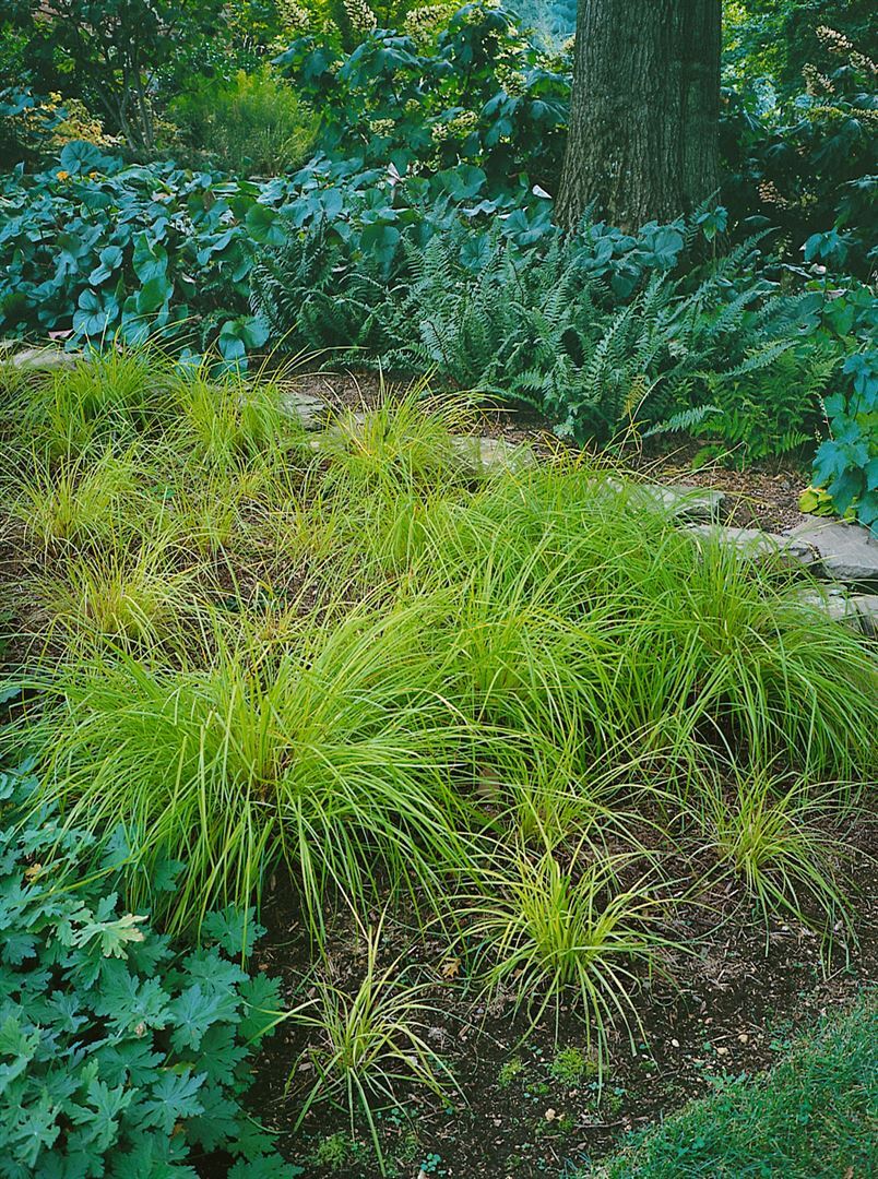 Pflanzen-für-dich.de Carex montana 'Raureif', Berg-Segge, grün, ca. 9x9 cm Topf