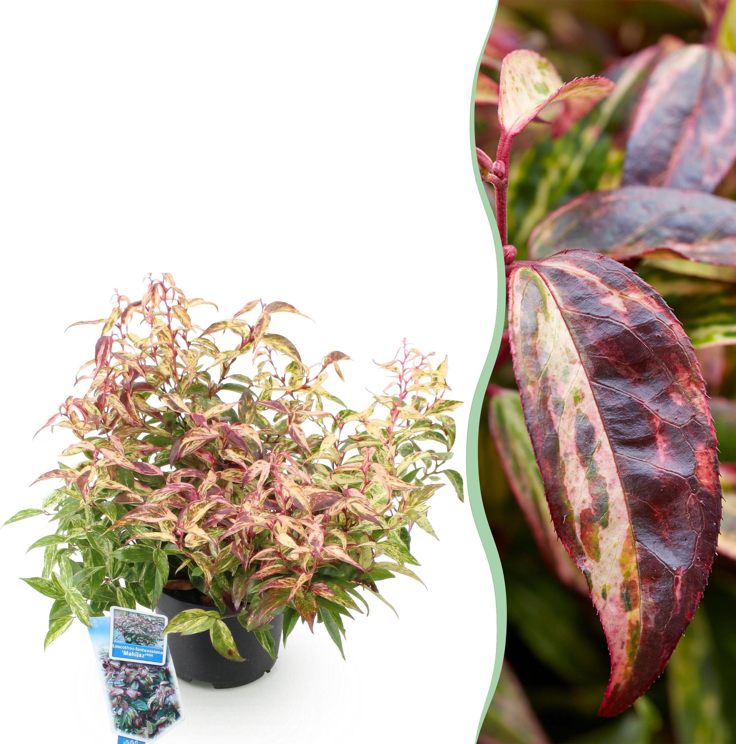 Pflanzenboutique Leucothoe Makijaz - Braun - Immergrün - Pflegeleicht - 35-45cm - Ø17cm - Gartenpflanze