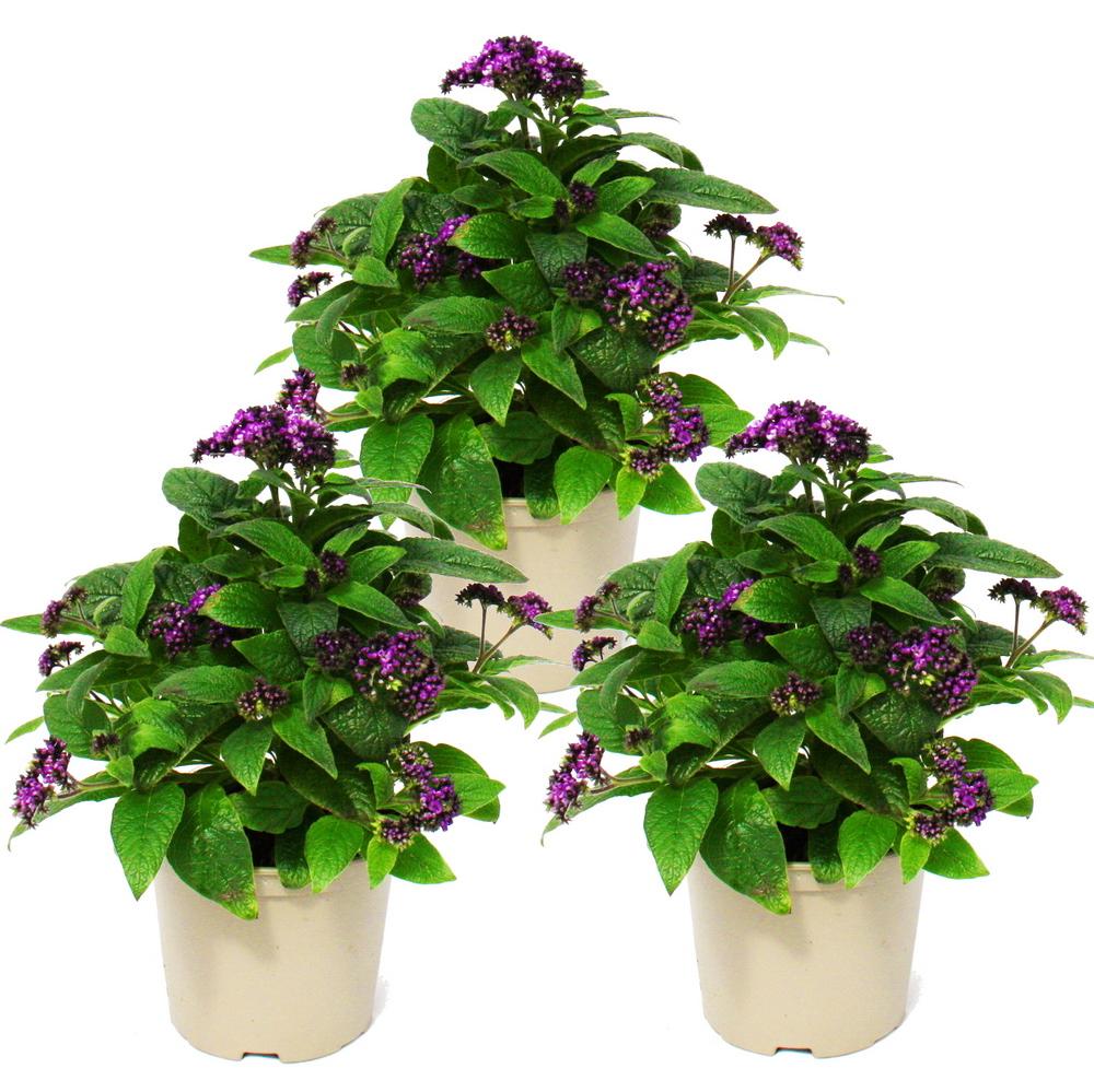 Exotenherz Vanilleblume - Heliotropium - 11cm - Set mit 3 Pflanzen 185112022021