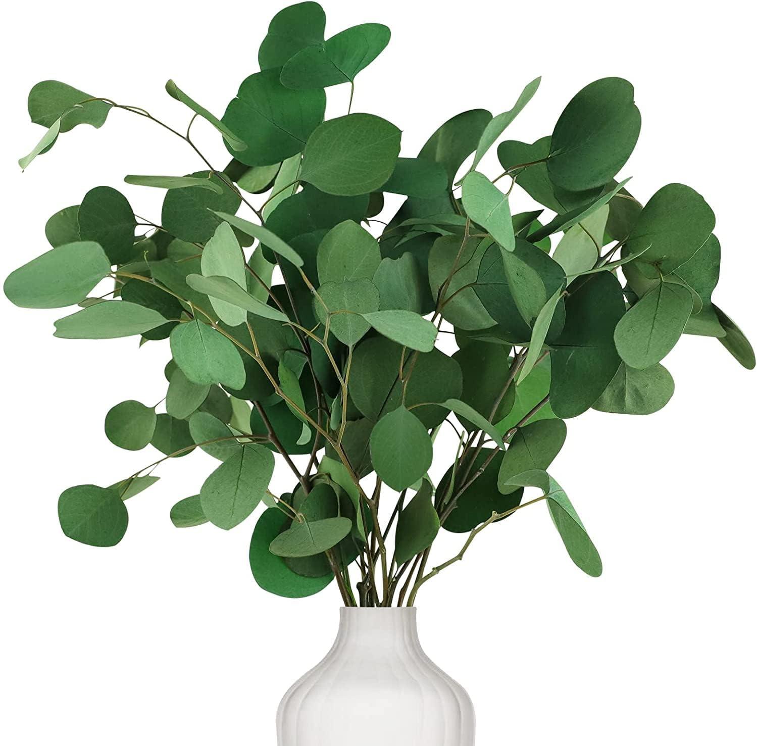 Zimtky Eukalyptus Getrocknet für Deko, Natürliche Echt Eucalyptus 15-17'' OT-FE-LS23N1225A14
