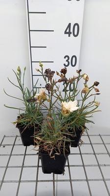GRDplanten 6 x Dianthus (p) 'Devon Cream' - Nelke - Topf 9 x 9 cm