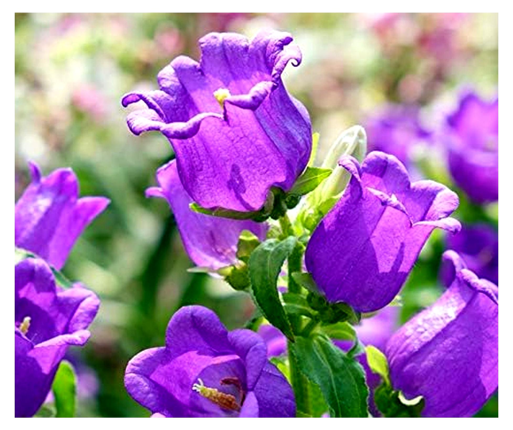 Markenlos Marienglockenblume Blau Samen Portion