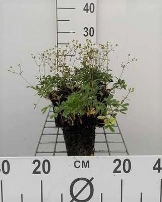 GRDplanten 6 x Potentilla trid. 'Nuuk' - Fingerstrauch - Topf 9 x 9 cm