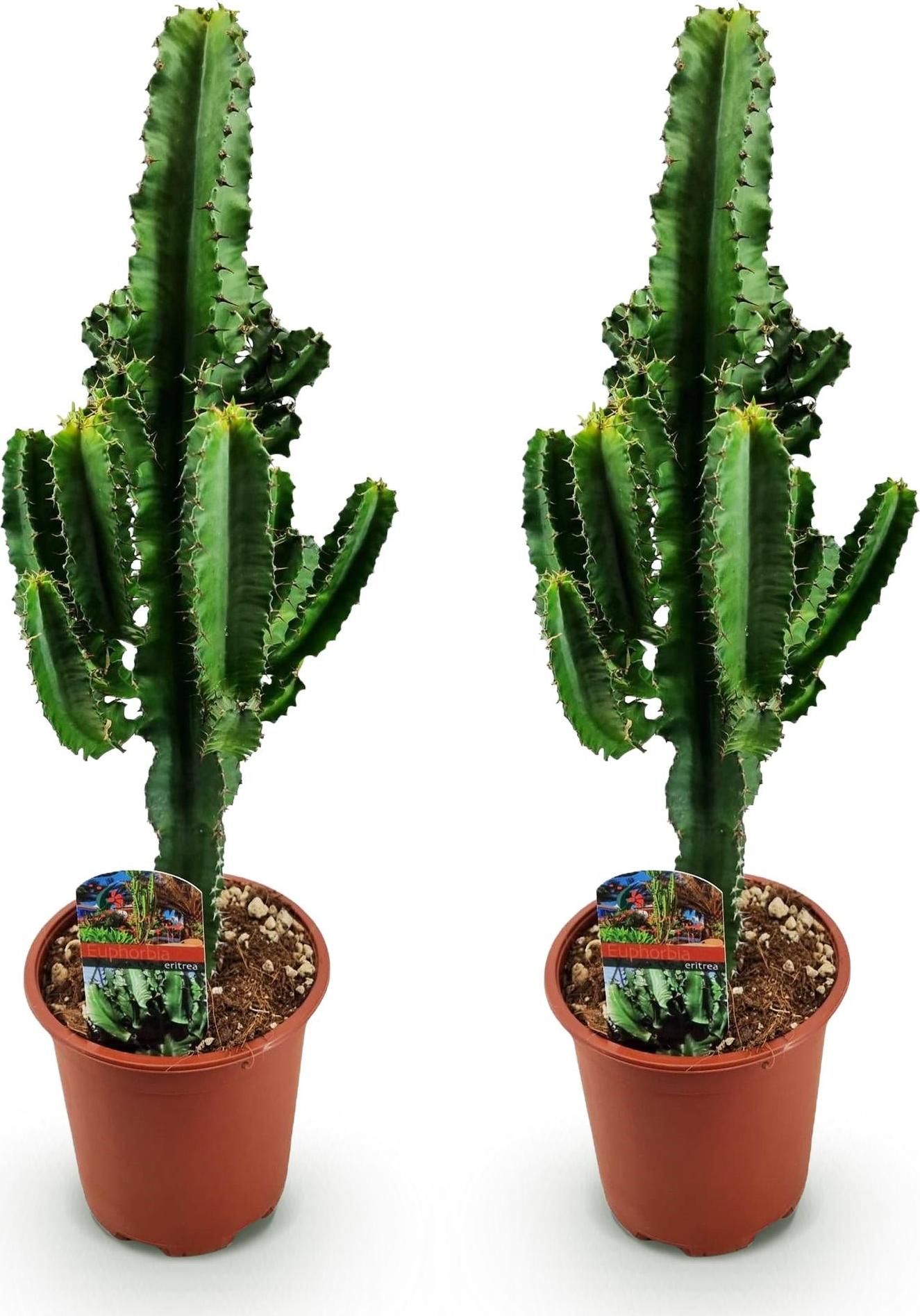 Oasis of Life Wolfsmilchkaktus Euphorbia eritrea – Afrikanischer Milchbaum – 2 Pflanzen – 60cm – 17cm – Wolfsmilchkaktus in Grün mit rötlichen Akzenten – Pflegeleichte Sukkulente