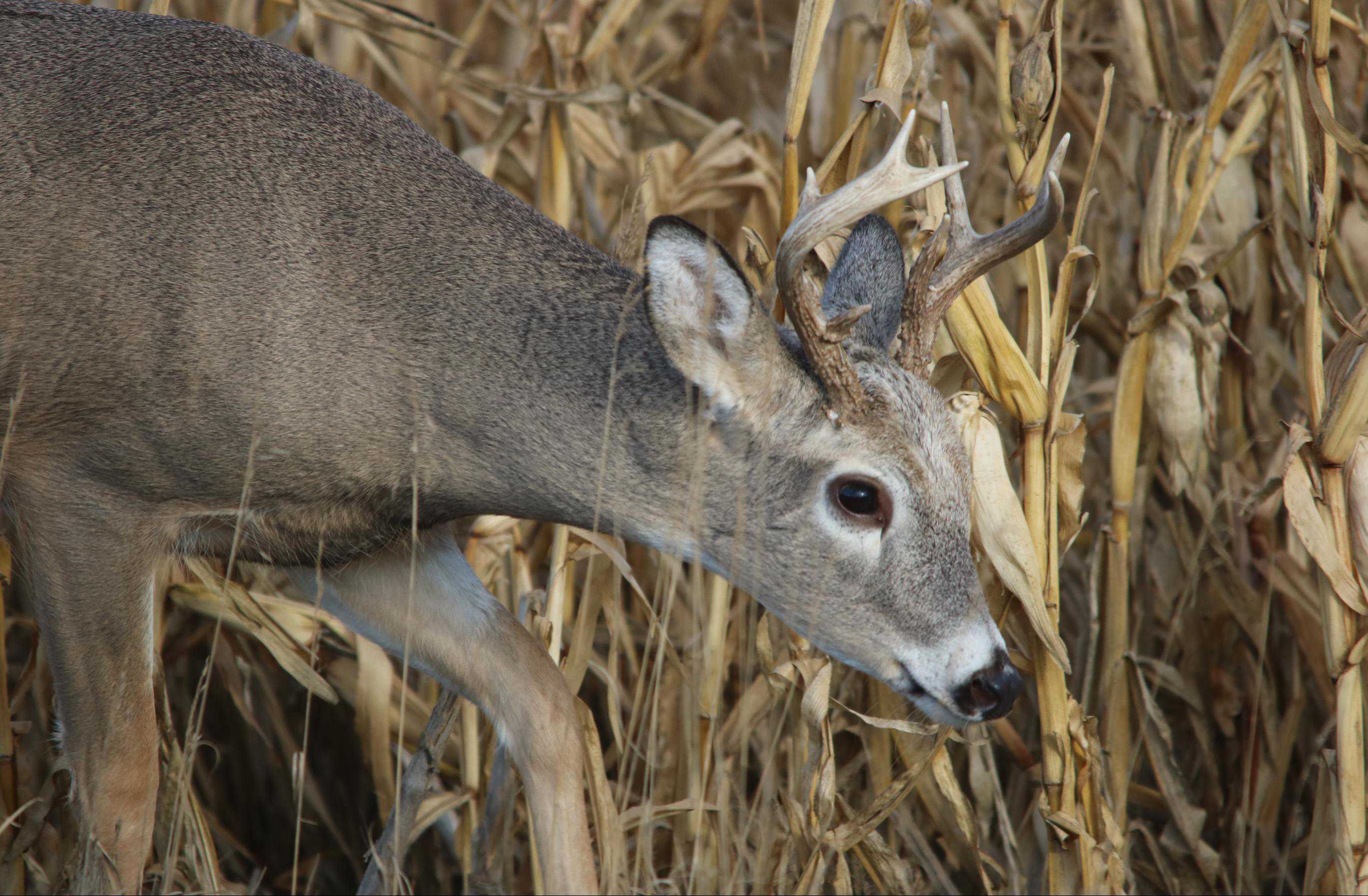 hansepuzzle 19762 - Reh im Maisfeld Puzzle, 500 Teile, Tierwelt, 46,0 x 30,0cm mit hochwertiger Aufbewahrung, Kartonbox & Beutel