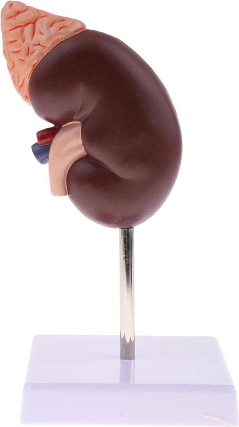 Markenlos Allecto Premium - Anatomiemodell Niere Normal Menschlich Anatomisch Bildungsreplik Doktorpraxis Bildungswerkzeug.