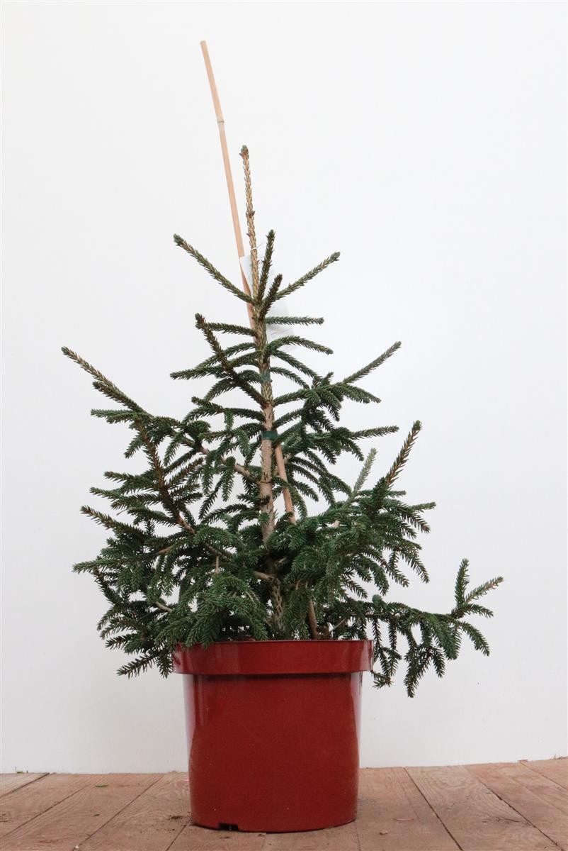 Pflanzen-für-dich.de Picea orientalis 'Aurea', Orientalische Fichte, goldgelb, 60–70 cm
