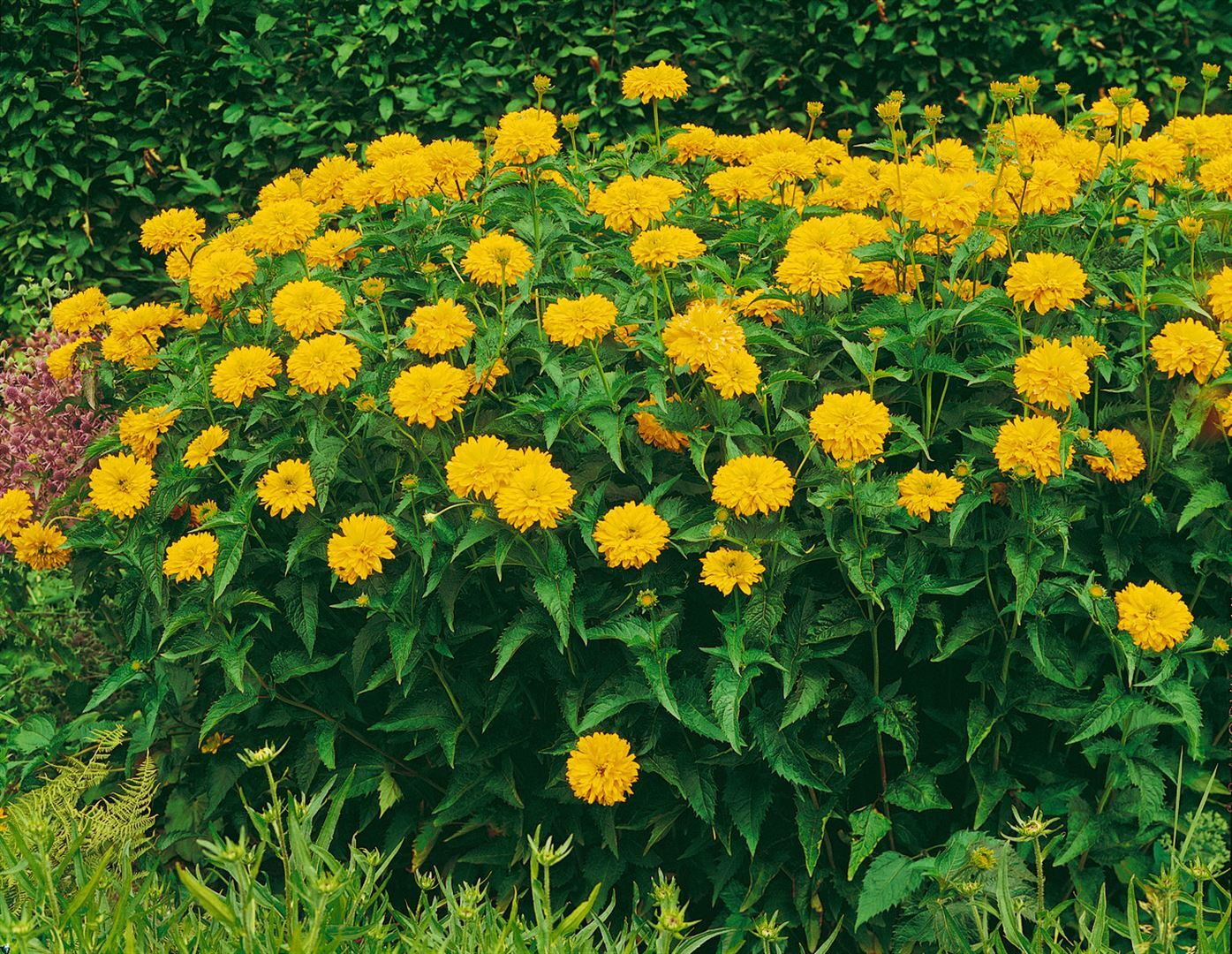 Pflanzen-für-dich.de Heliopsis scabra 'Goldgrünherz', Sonnenauge, goldgelb, ca. 11x11 cm Topf