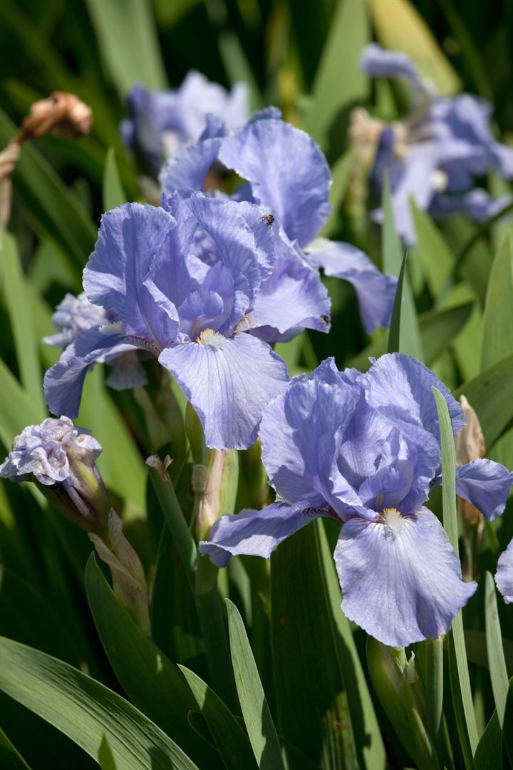 Pflanzen-für-dich.de Iris x barb.-elat. 'Az Ap', Schwertlilie, ca. 11x11 cm Topf