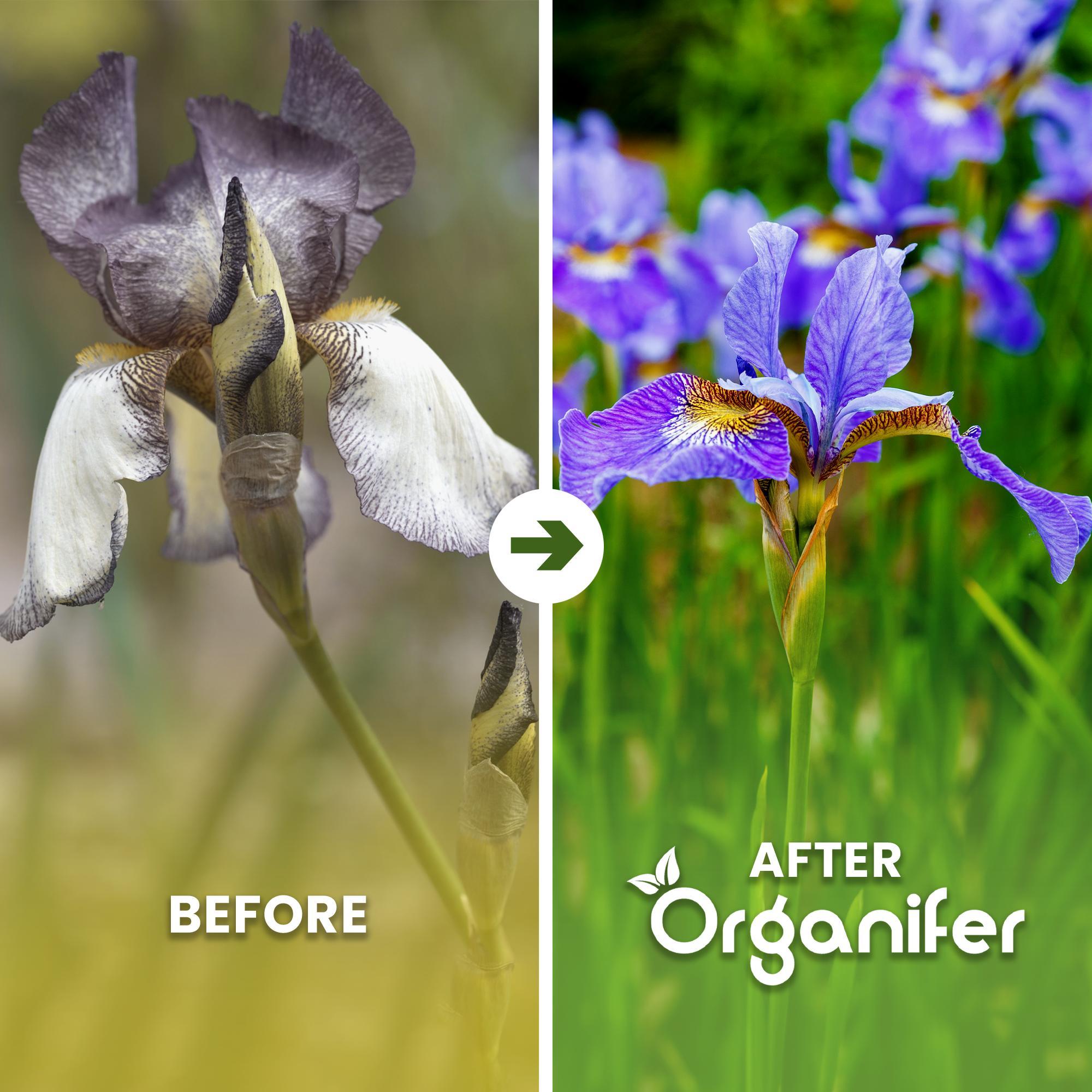 Iris Flüssigdünger 10L – 2-1-8 NPK – Flüssig-Pflanzendünger für Garten- und Beetanpflanzungen – Organifer 326527