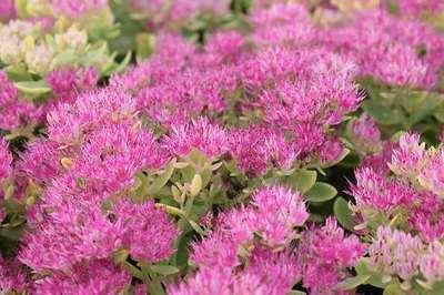 GRDplanten 6 x Sedum spect. 'Meteor' - Fettblatt - Topf 9 x 9 cm