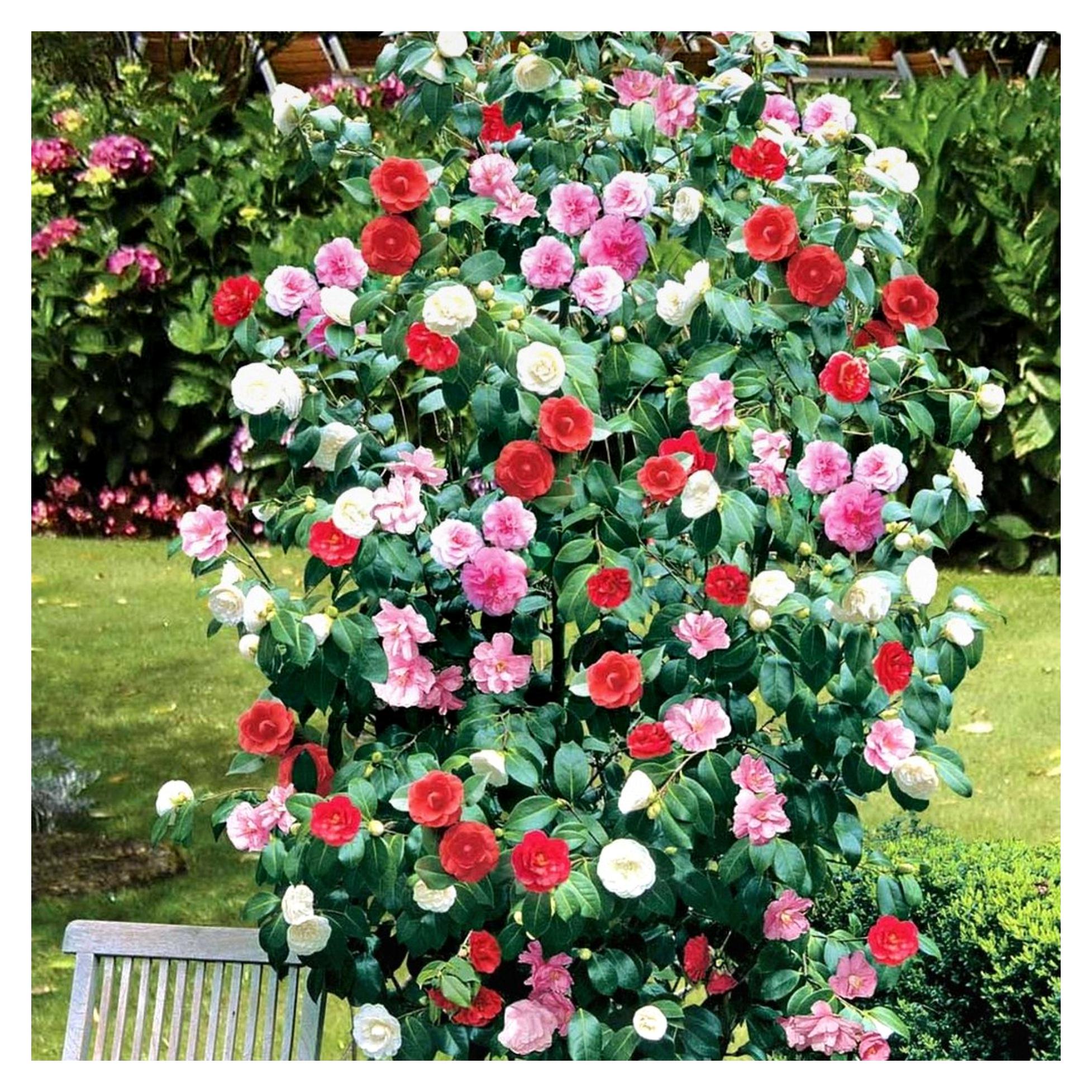Markenlos Kamelie dreifarbig rot, rosa, weiß, winterhart, buschig, immergrün, Strauchpflanze im Topf