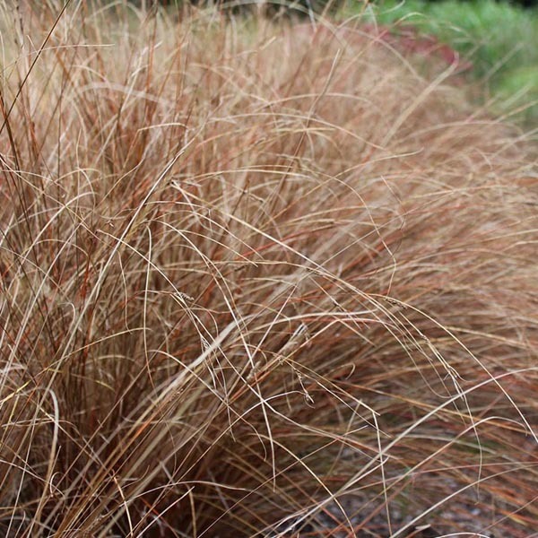 Arborix, grüner und billiger 6 x Wald Reitgras - Carex buchananii | Topf 9cm x 9cm CABUCHAN-113