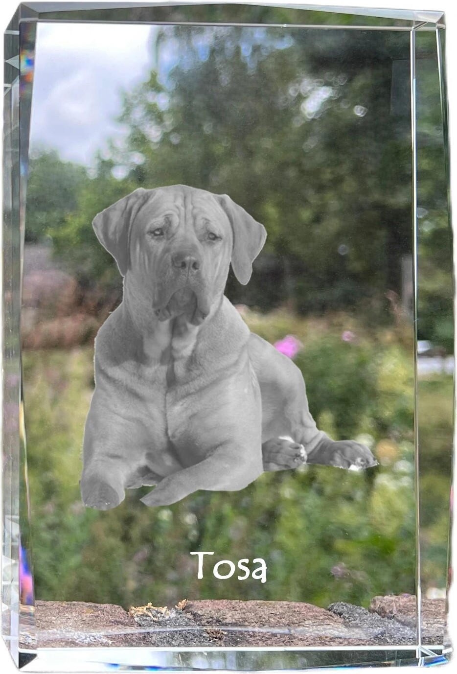 Tosa Inu, Tosa-Hund - Kristall mit einem Hundebild, Bild im Glas, moderne Ausstellung des Art-Dog-Bildes.
