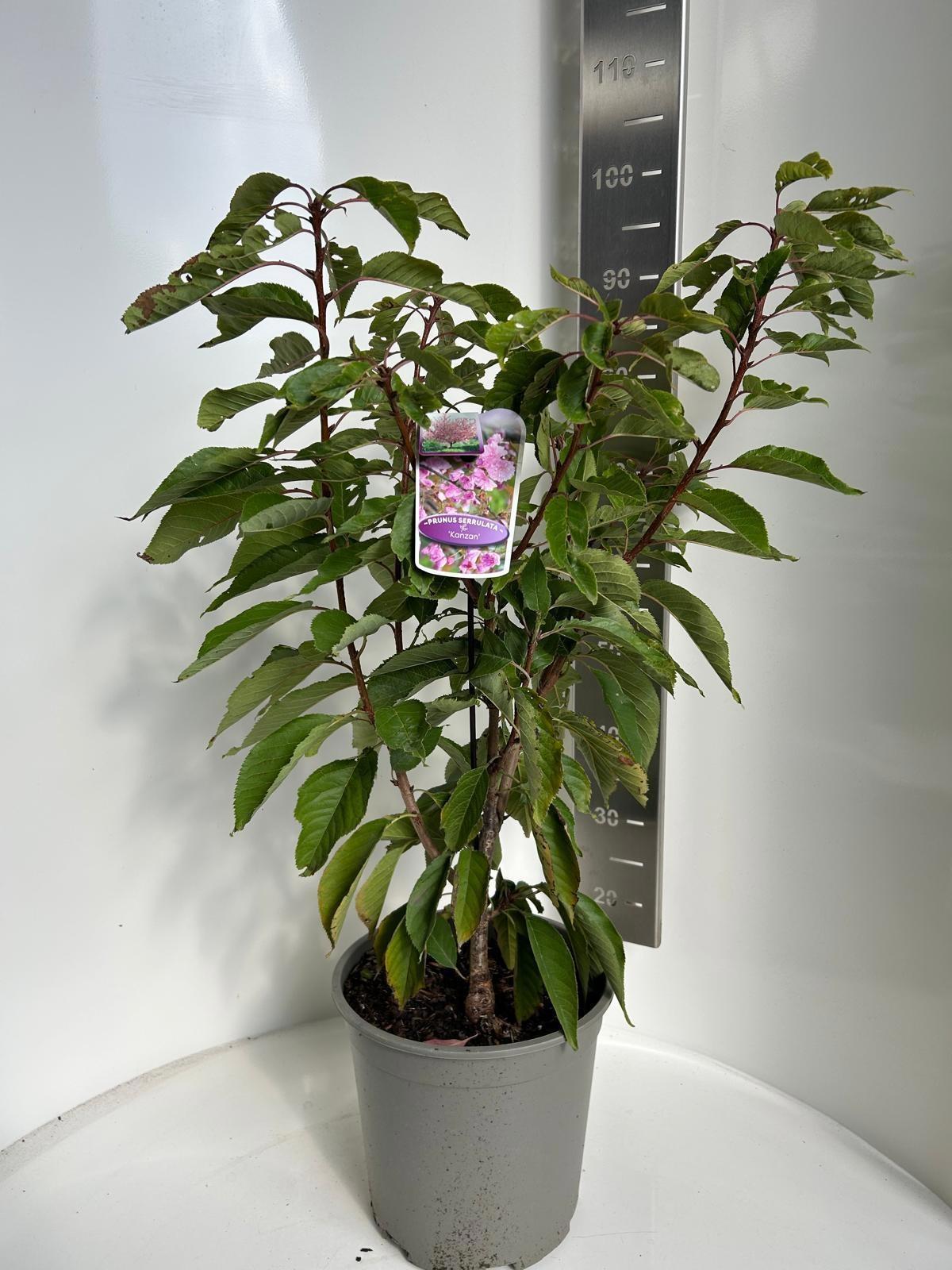 GRDplanten Prunus serrulata 'Kanzan' - Zierkirsche | 80-90 cm im Topf