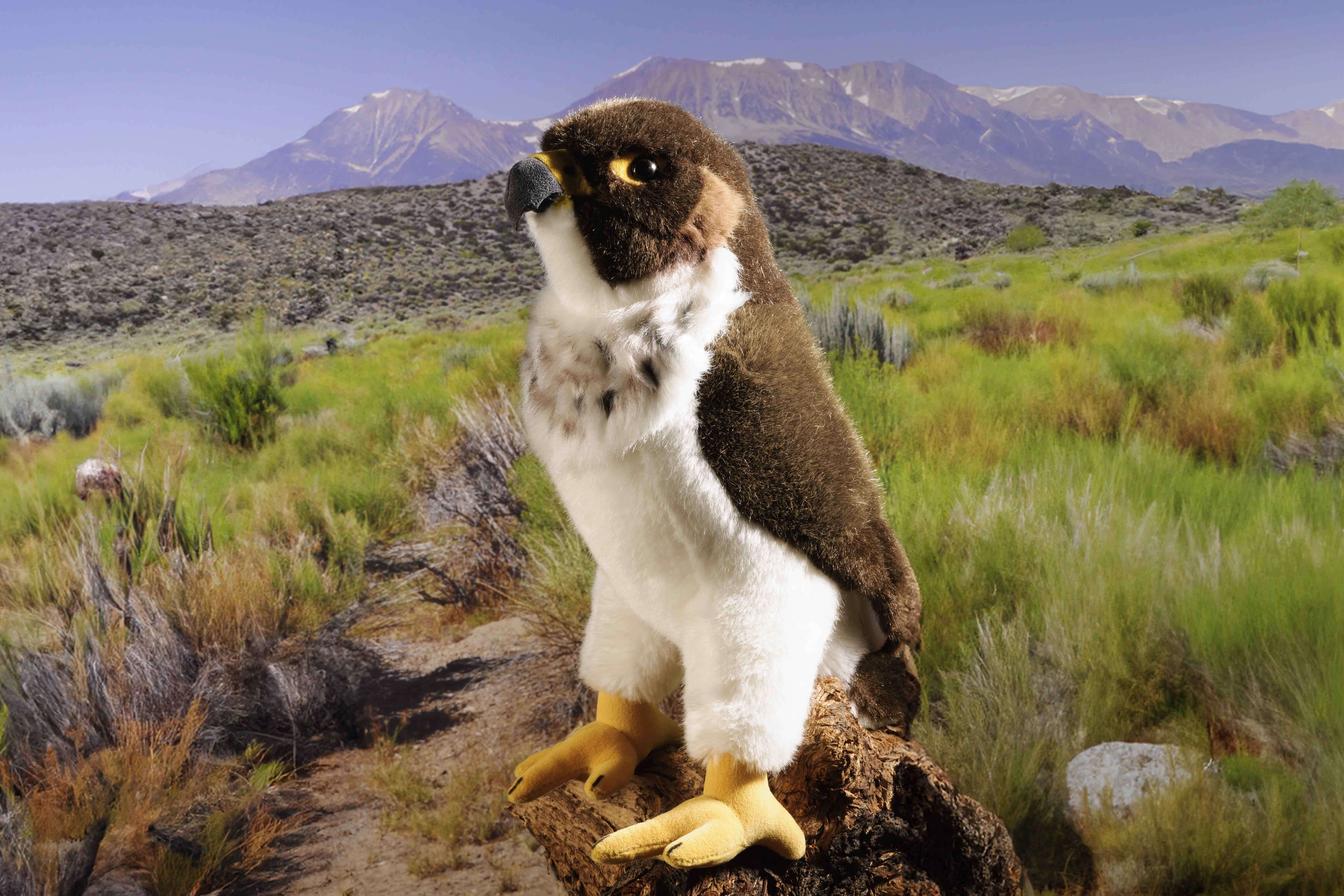 Kösen Wanderfalke braun/weiß 7890