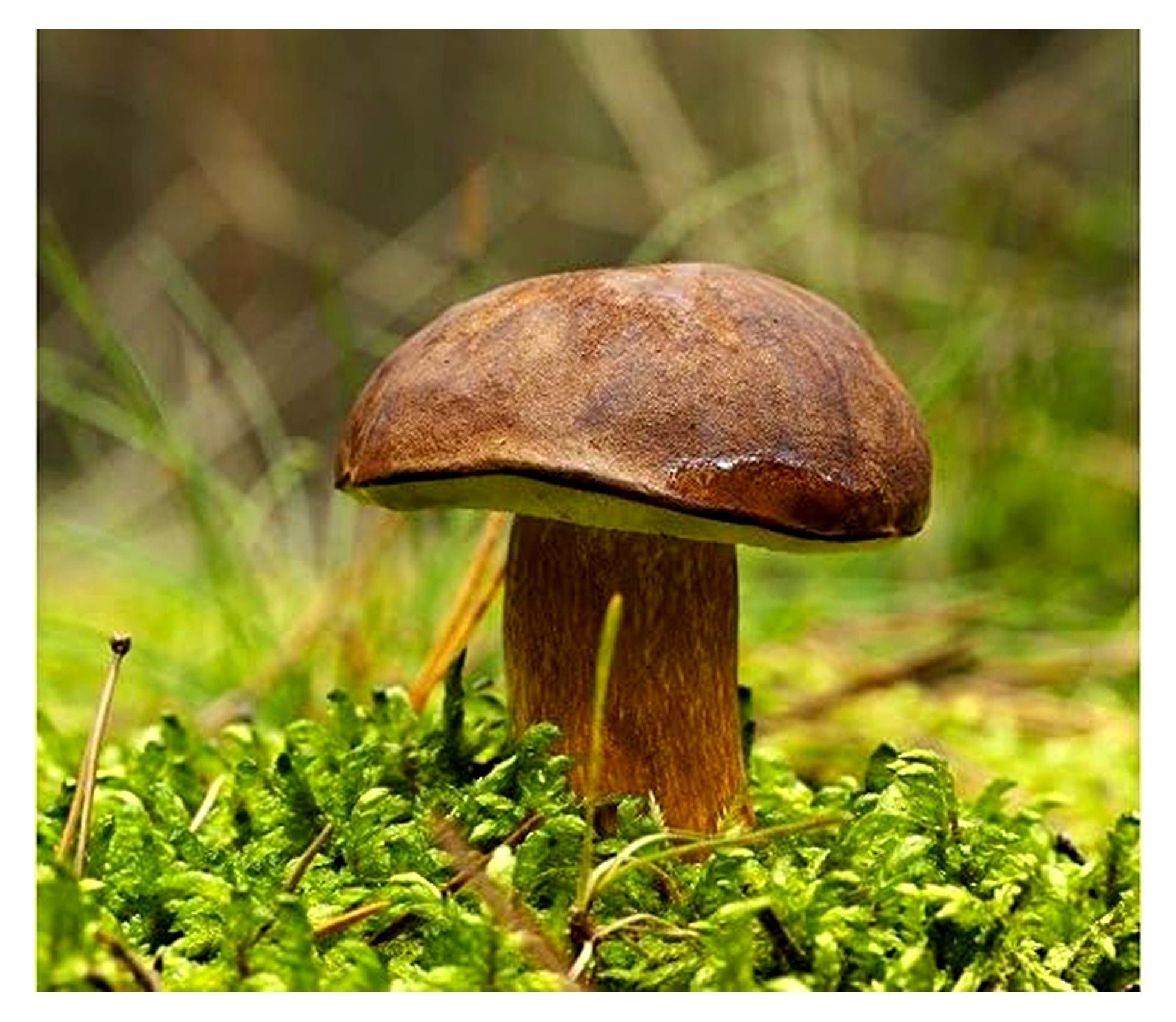 Markenlos Boletus Badius – Myzel – Pilzwald – Züchten Sie eigene Pilze