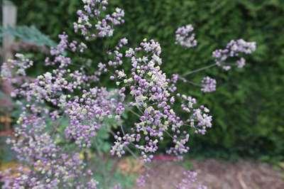 GRDplanten 6 x Thalictrum hybr. 'Elin' - Wiesenraute - Topf 9 x 9 cm