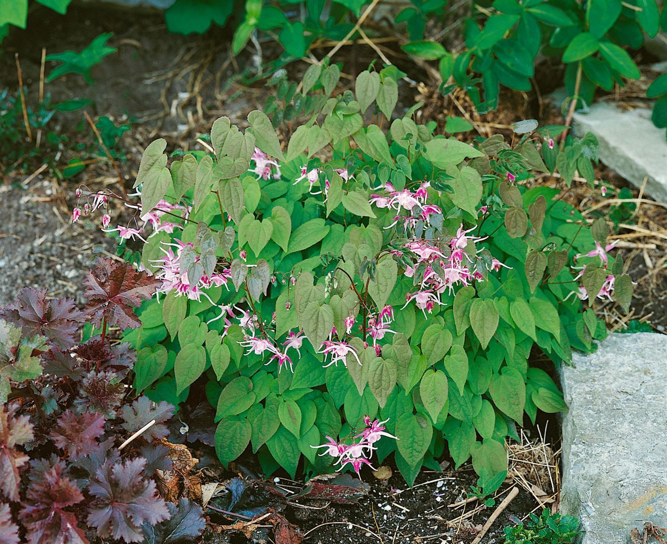 Pflanzen-für-dich.de Epimedium x youngianum 'Roseum', Elfenblume, rosa, ca. 9x9 cm Topf