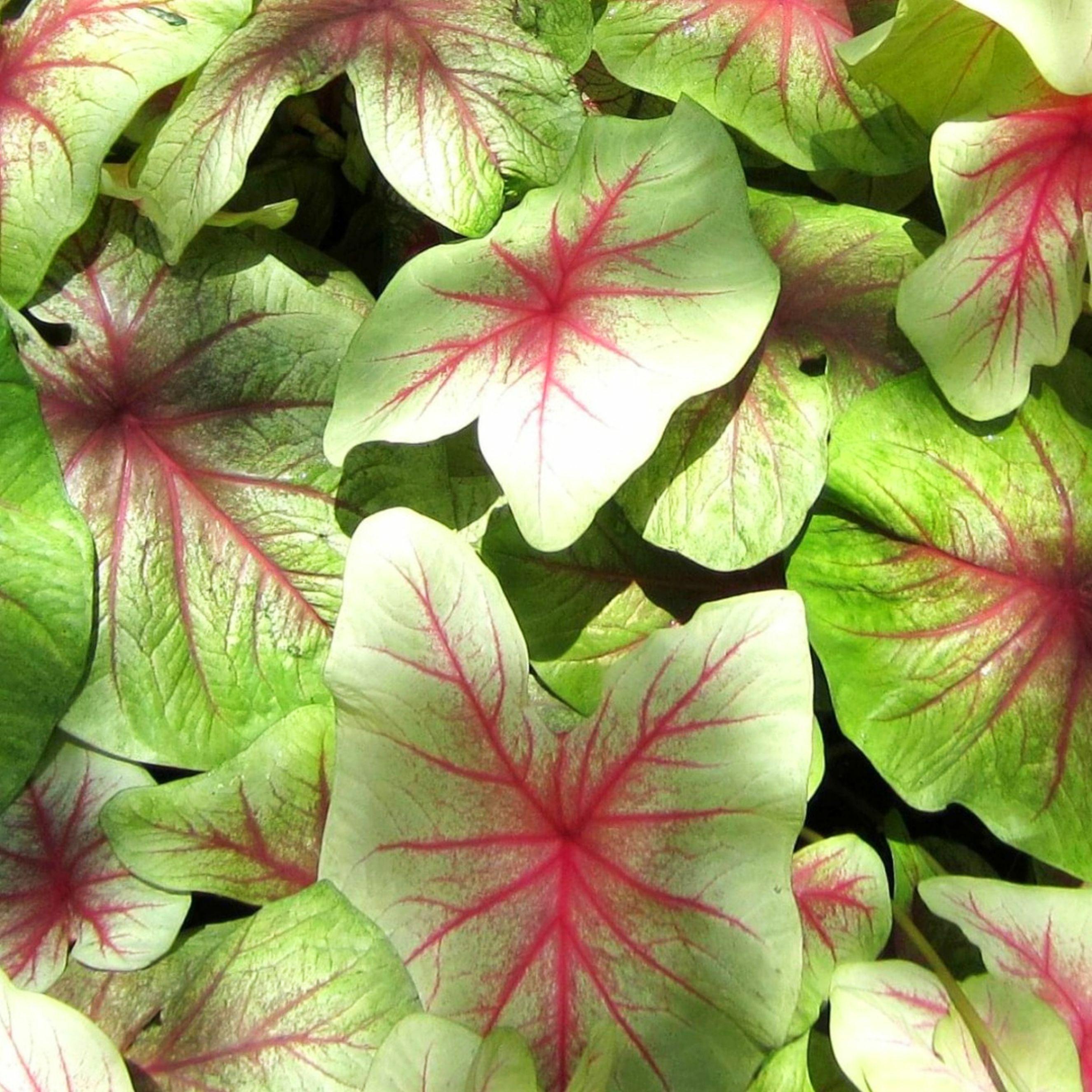 Benex Caladium Knolle bunt Buntblätter Kaladien Buntwurz Kaladium Mint Julep 1 St.