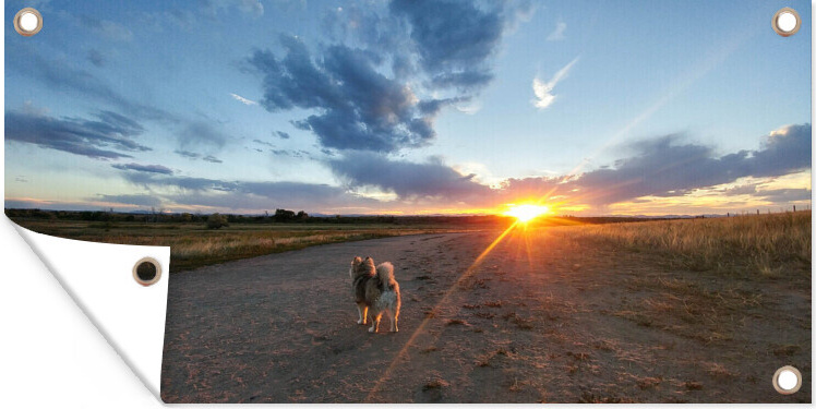 MuchoWow® 80x40 cm Outdoor-Poster Gartendeko Sichtschutz Garten Poster für den Garten Pomsky unter der aufgehenden Sonne 133|17313377