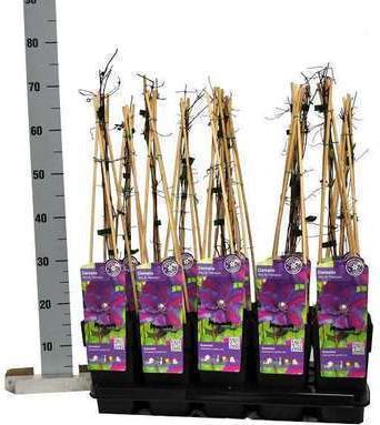 GRDplanten Clematis hybr. 'Mrs. N. Thompson' - Großblumige Waldrebe ‘Mrs. N. Thompson’ 50-60 cm | Topf