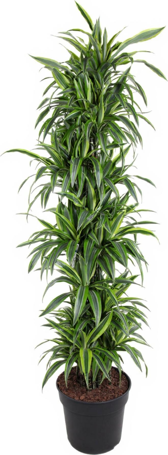 Pflanzen-für-dich.de Drachenbaum Dracaena Lemon Lime verzweigt 34 cm Topf 170 cm Höhe