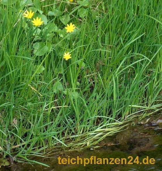 Mühlan Wasserpflanzen 15 Uferpflanzen min. 8 Sorten, wurzelnackt Teich 1300