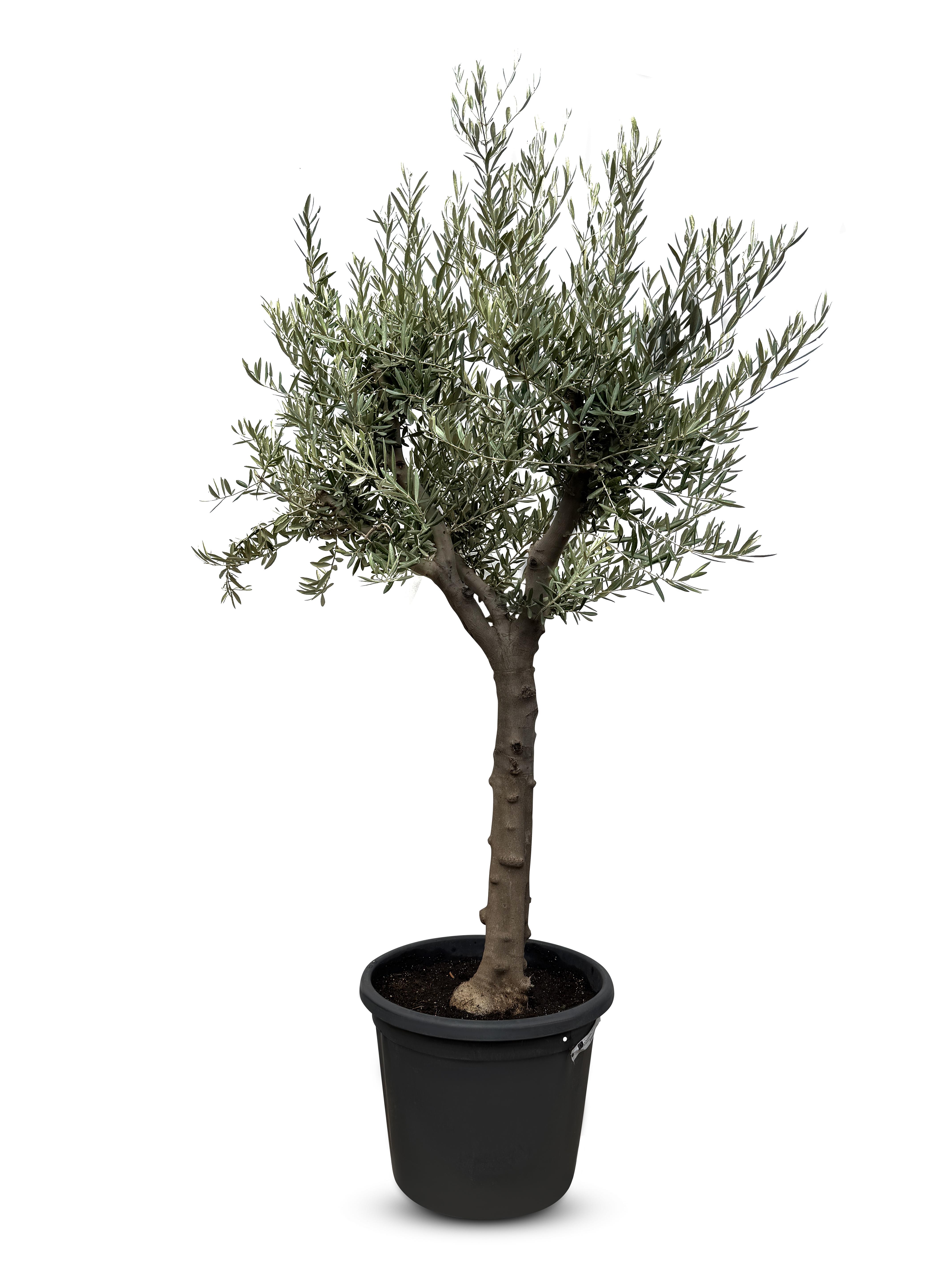 Sunny Tree - Verzweigter Olivenbaum Olive '30 Jahre' 170 cm, A+ Qualität, winterhart, Olea Lechin Winterhart -18