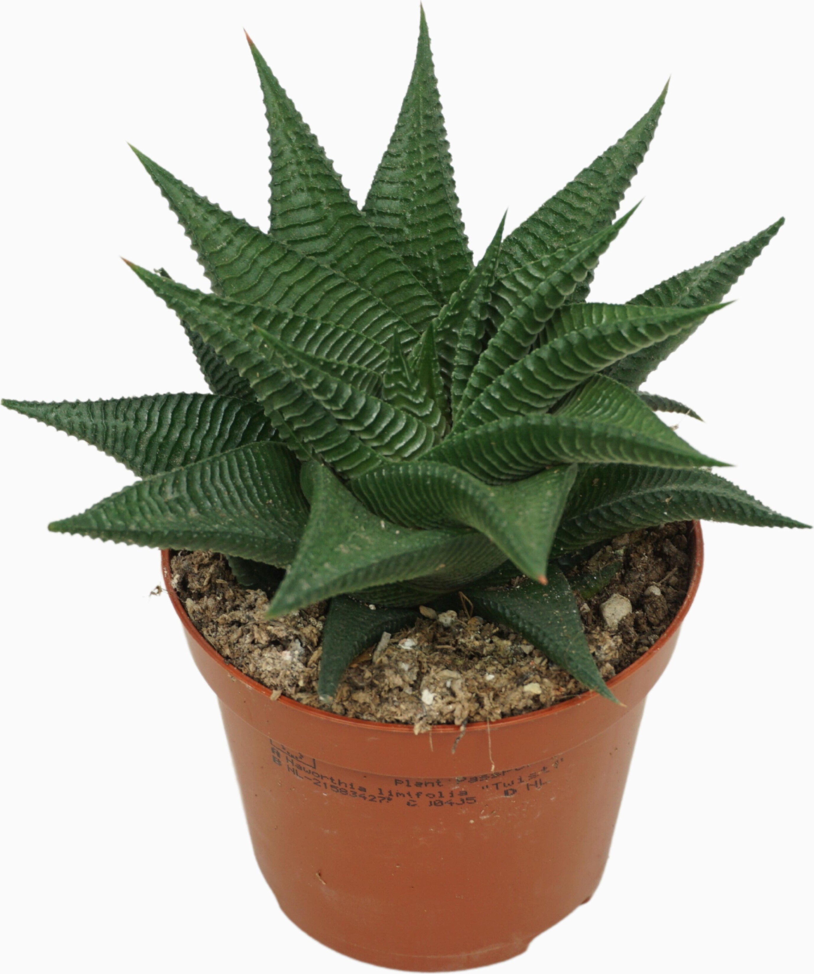 Ubink Haworthia Twister - Sukkulente in 8,5 cm Topf, 10 cm hoch