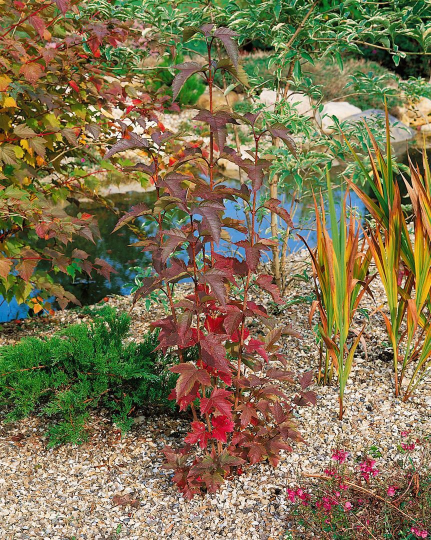 Pflanzen-für-dich.de Viburnum sargentii 'Onondaga', Sargent-Schneeball, rot-weiß, 60–80 cm