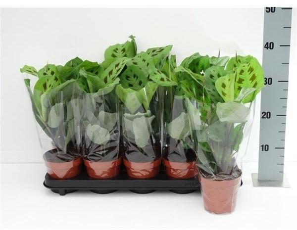 Blumen-Senf Maranta leuconeura Kerchoveana