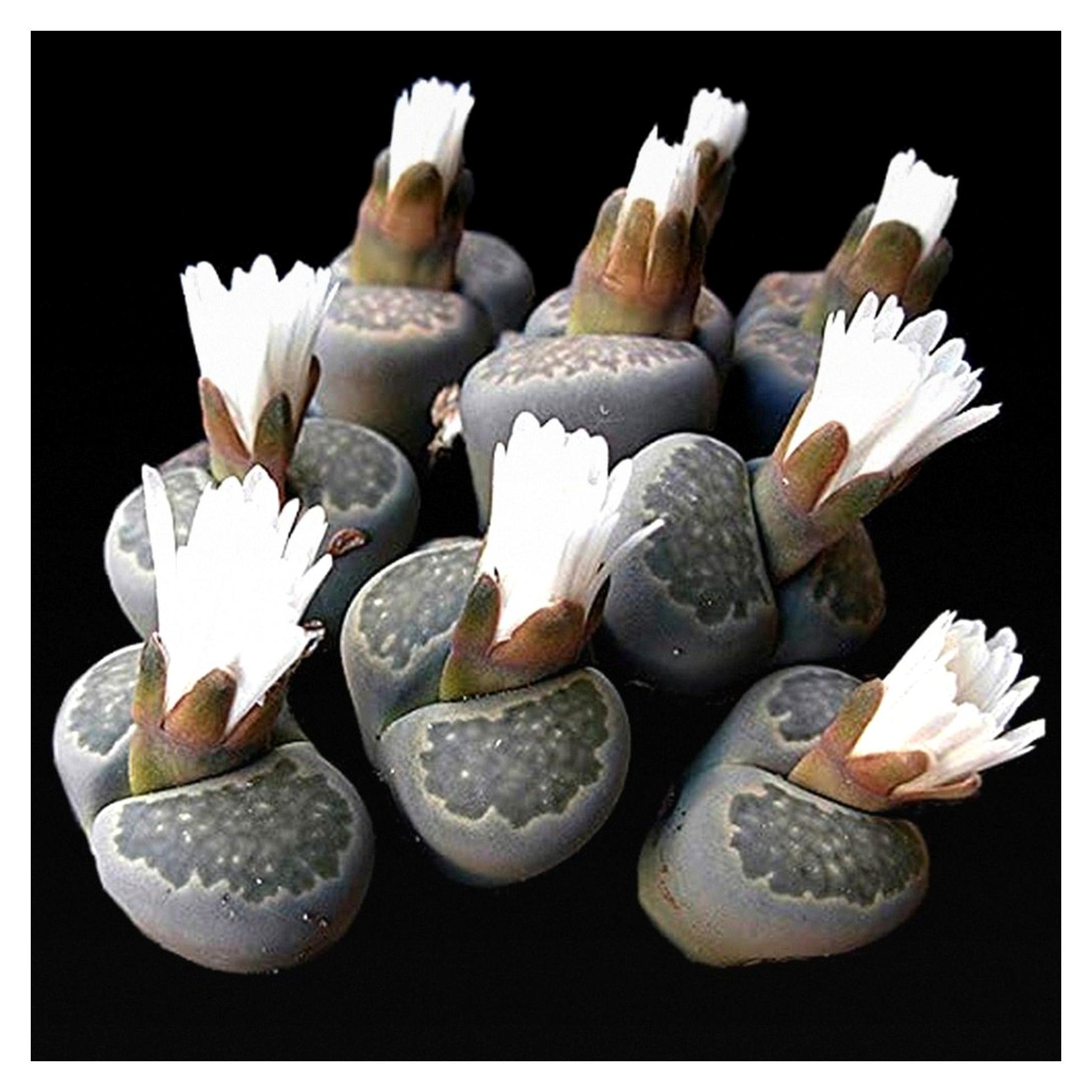 Markenlos Lithops salicola Samen - Lebende Steine, Lithops Samen, Kieselpflanzensamen (100)