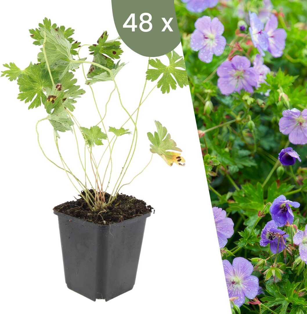 Frank GmbH Plants by Frank | 48 Storchschnabel Pflanzen | Geranium 'Rozanne' | Bodendecker Winterhart | Stauden Winterhart | Gartenpflanzen Winterhart 47291