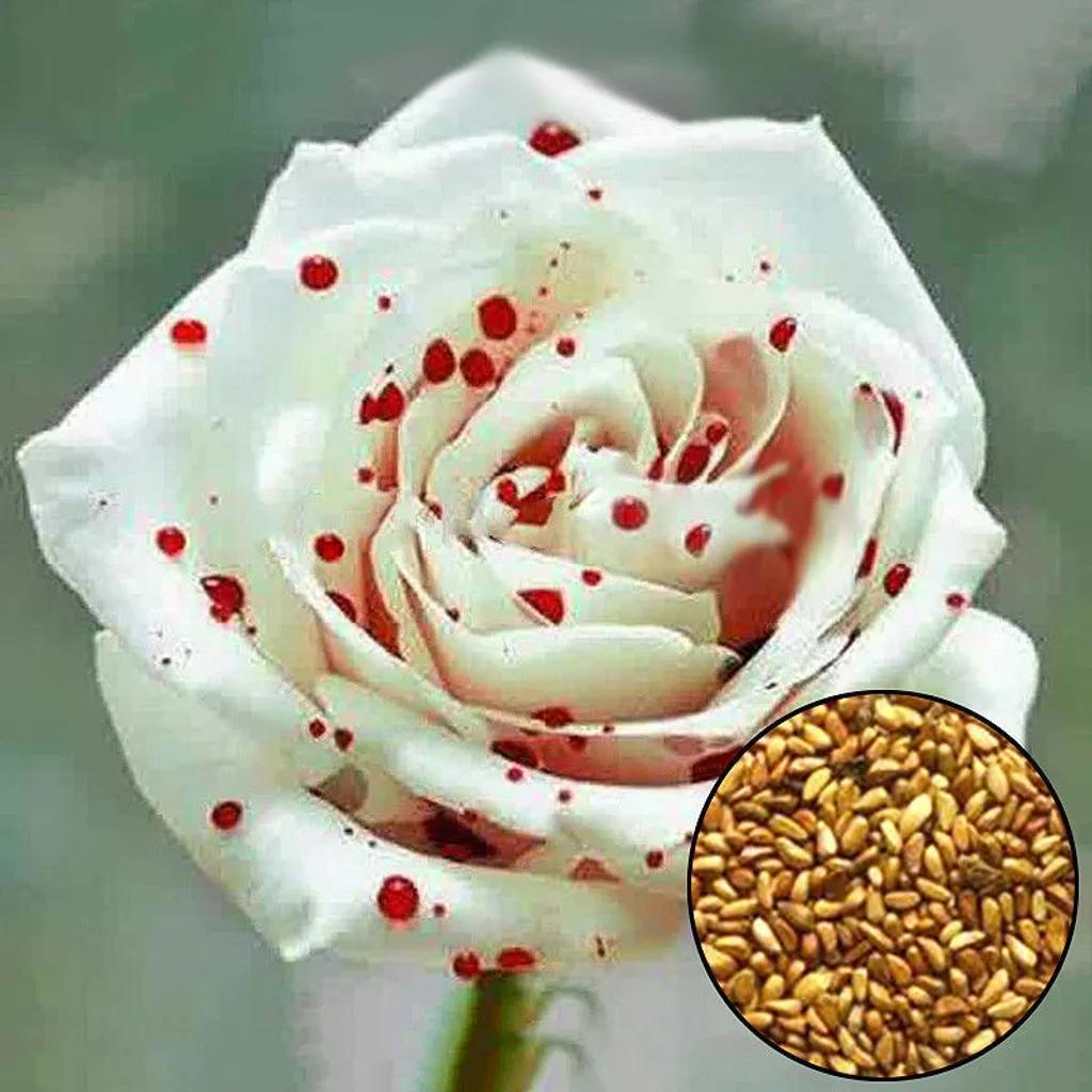 Dentotime Schöne Weiße Tropfen Blut Rosen Samen Haus Garten Blumen Pflanzensamen 100 stück