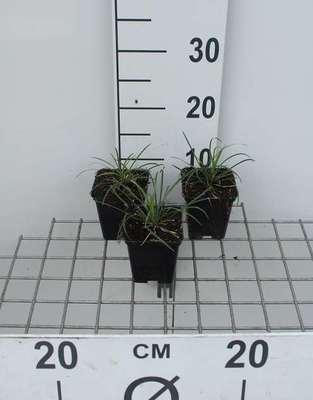 GRDplanten 6 x Ophiopogon jap. 'Minor' - Schlangenbart - Topf 9 x 9 cm