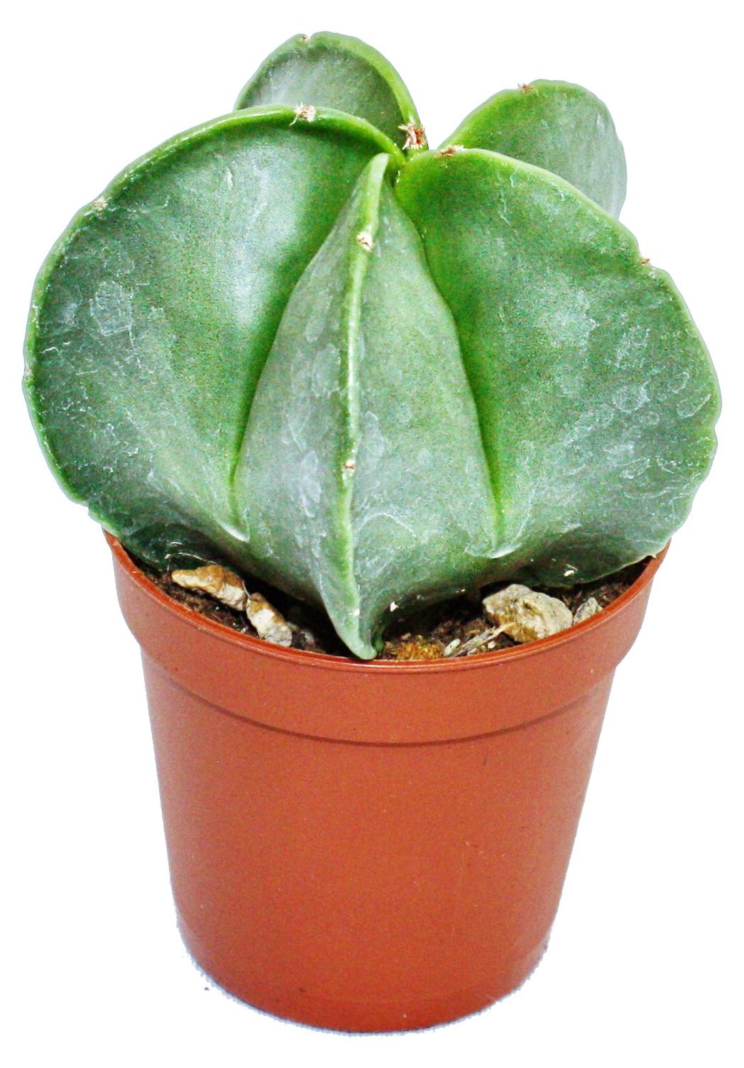Exotenherz Astrophytum myriostigma – Bischofsmütze – in einem 5,5-cm-Topf 1712201267