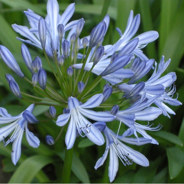 Arborix, grüner und billiger 6 x Garten-Schmucklilie - Agapanthus africanus | Topf 9cm x 9cm AGAFRICA-113