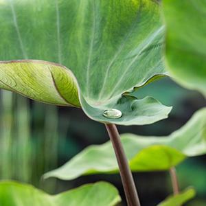 GRDplanten 6 x Colocasia esculenta - Elefantenohr - Topf 11 x 11 cm