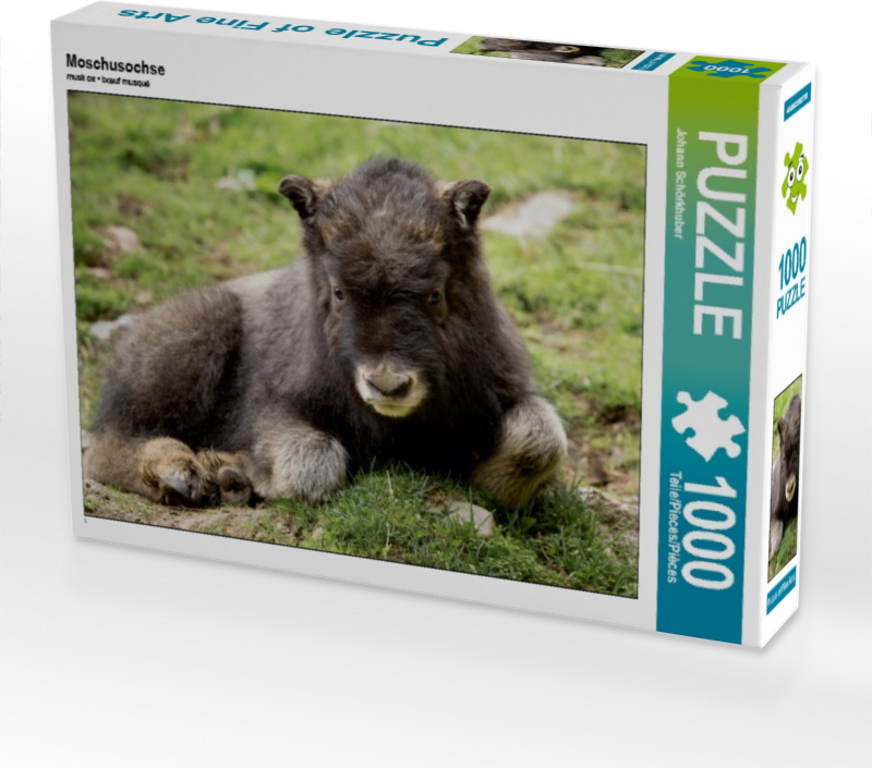 Calvendo Moschusochse 1000 Teile Puzzle quer 640x480mm, Schörkhuber Johann; 7315855
