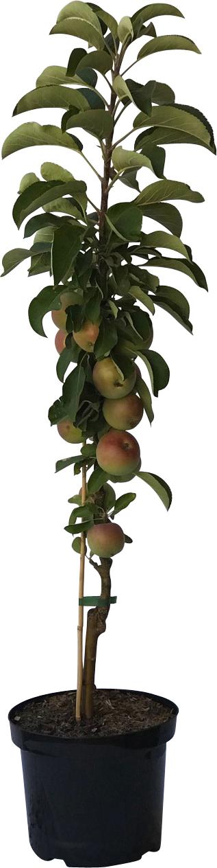 Müllers Grüner Garten Shop Säulenapfel Arbat (R) zweijährig 7,5 Liter Topfballen 8334-002