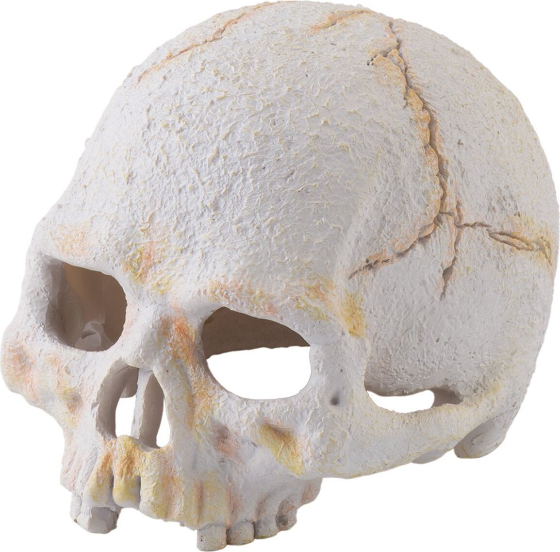 Exo Terra Primate Skull PT2926